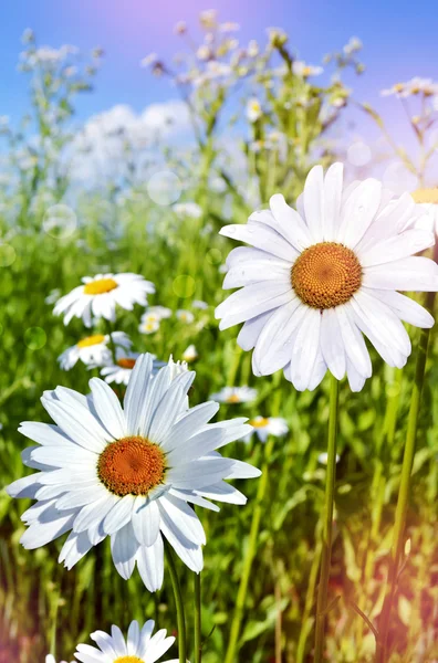 Wildblumen Gänseblümchen. Sommerlandschaft. — Stockfoto