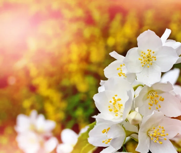 Jarní krajina s jemnými jasmínovými květy. Bílé květy — Stock fotografie