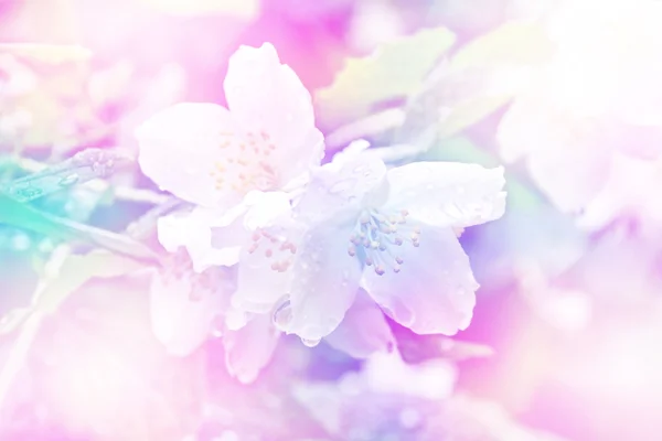 Narin yasemin çiçekleriyle bahar manzarası. Beyaz çiçekler — Stok fotoğraf