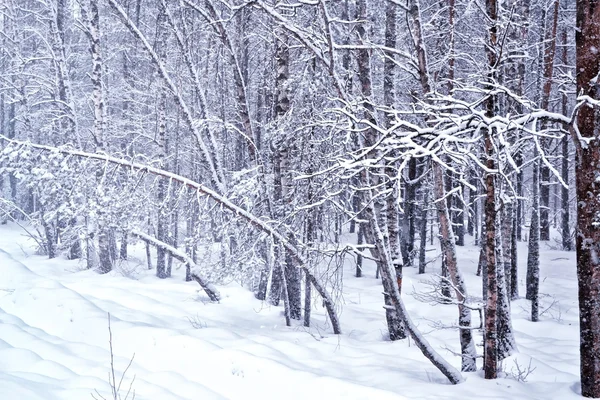 冬の森。冬の風景。木が雪に覆われています。 — ストック写真