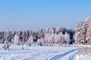 Kış orman. Kış manzarası. Ağaçlar kar kaplı
