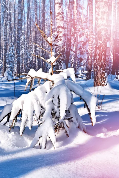 Winterwald. Winterlandschaft. schneebedeckte Bäume — Stockfoto