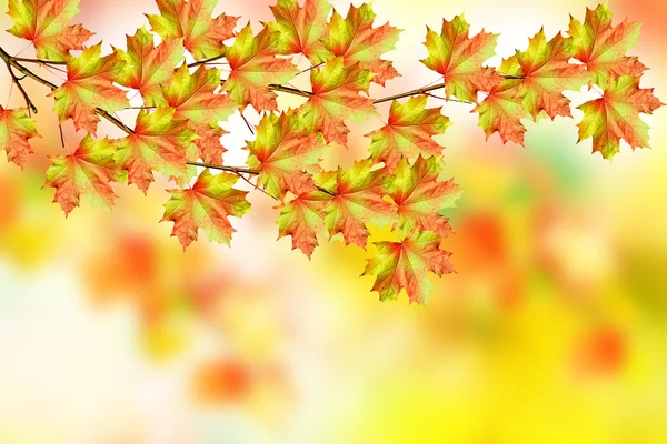 秋天的树叶。金色的秋天. — 图库照片