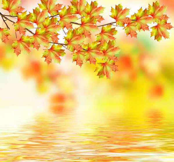 Oddział z piękne kolorowe liście. Jesienny krajobraz. — Zdjęcie stockowe