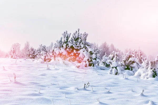 Bosque de invierno. Paisaje invernal. Árboles cubiertos de nieve —  Fotos de Stock