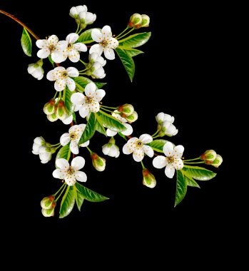 Çiçekli kiraz. Bahar çiçekli Bahçe.