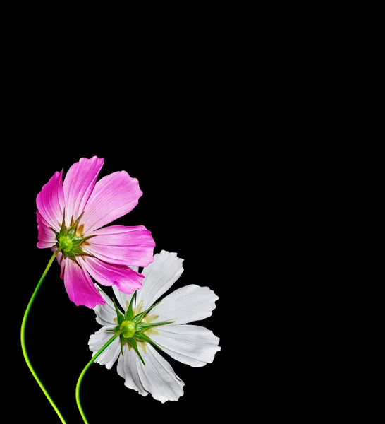 검은 배경에 고립 된 코스모스 꽃. — 스톡 사진