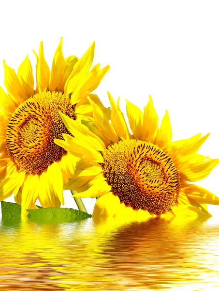 Beautiful sunflower isolated on a white background — Stock Photo, Image