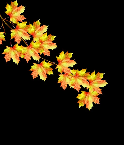 Der Zweig von Herbst-Ahornblättern isoliert auf schwarzem Hintergrund. — Stockfoto
