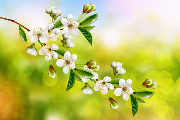 Lente landschap. Bloeiende kersen boom. Bloeiende lentetuin — Stockfoto