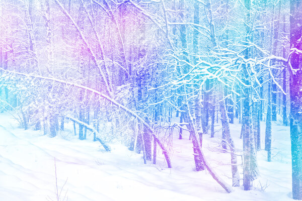 Winter forest. Winter landscape. Snow covered trees