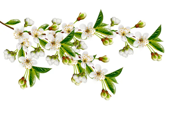 Tak van kersenbloesem geïsoleerd op witte achtergrond. — Stockfoto