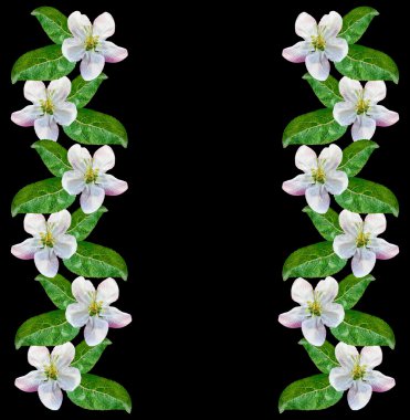 Beyaz elma çiçekleri dalı 