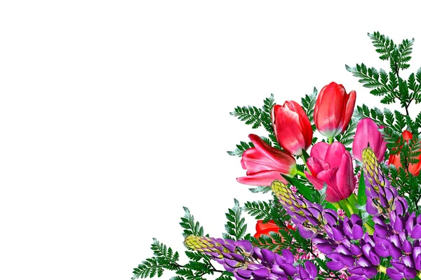 Våren blommor tulpaner isolerade på vit bakgrund. — Stockfoto