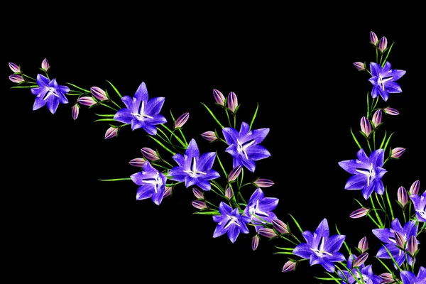 Campanula flowers twig isolated on black background. delicate fl — Stock Photo, Image