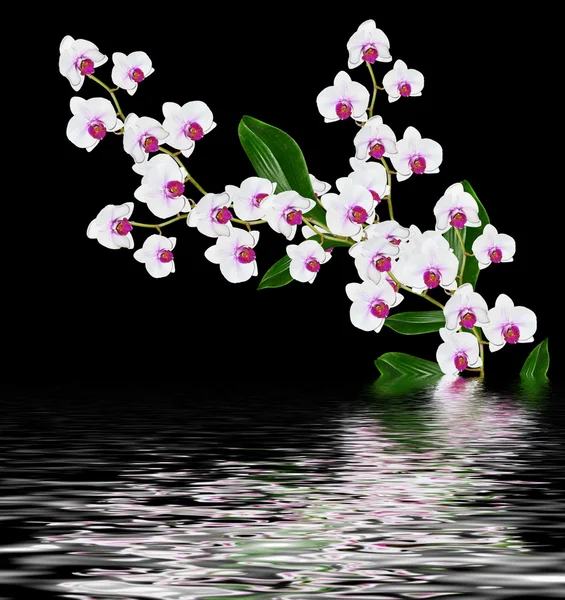 Flores delicadas de orquídeas isoladas em fundo preto . — Fotografia de Stock