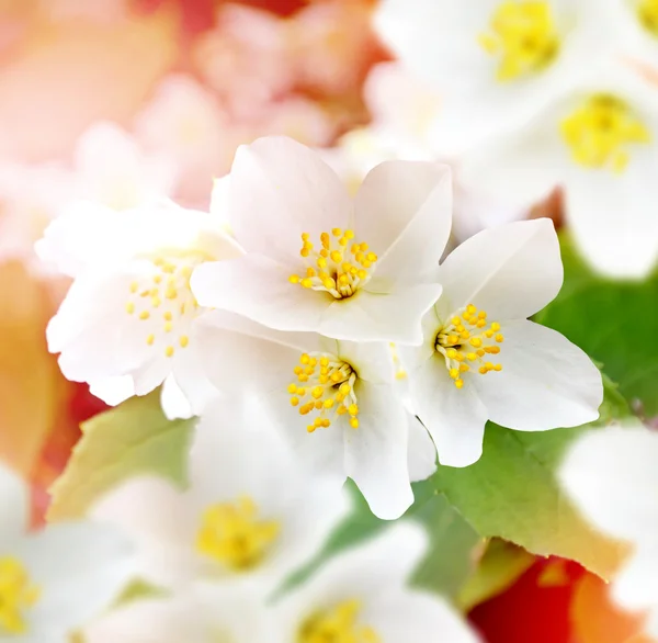 Wiosenny krajobraz z delikatnymi kwiatami jaśminu. Białe kwiaty — Zdjęcie stockowe