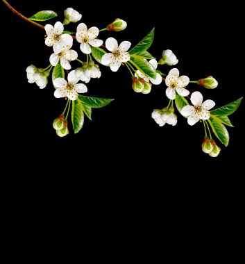 Çiçekli kiraz. Bahar çiçekli Bahçe.