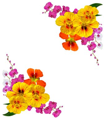 Beyaz arkaplanda izole edilmiş nasturtium çiçekleri