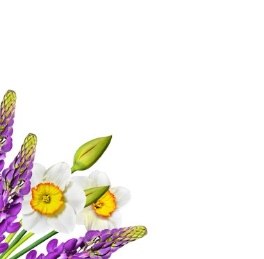 våren blommor narcissus isolerad på vit bakgrund