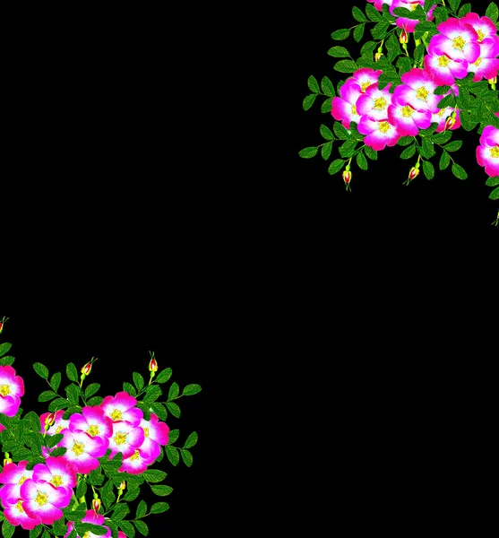 Rosa canina (Rosa canina) fiori su sfondo nero — Foto Stock