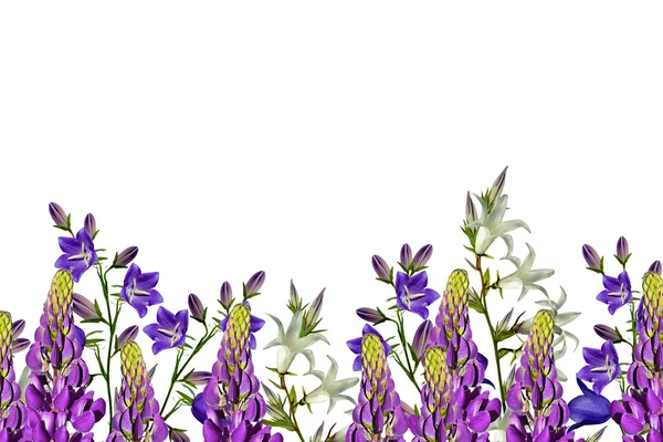Flowers bells isolated on white background — Stock Photo, Image