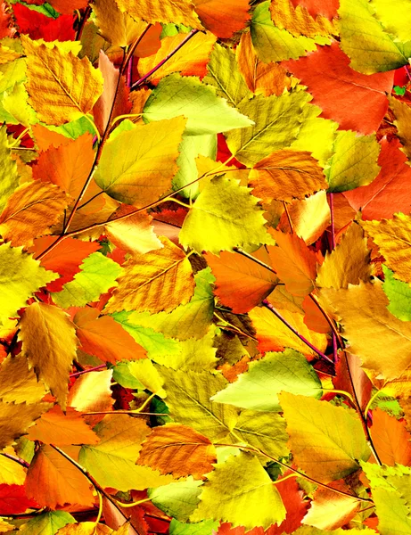 Birch sonbahar yaprakları — Stok fotoğraf