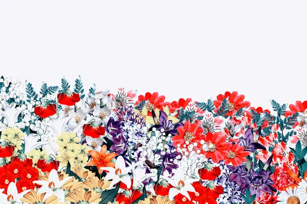 Квіти ізольовані на білому тлі — стокове фото