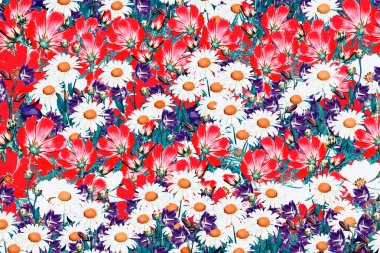 alan papatya çiçekleri ve beyaz arka plan üzerinde izole çan