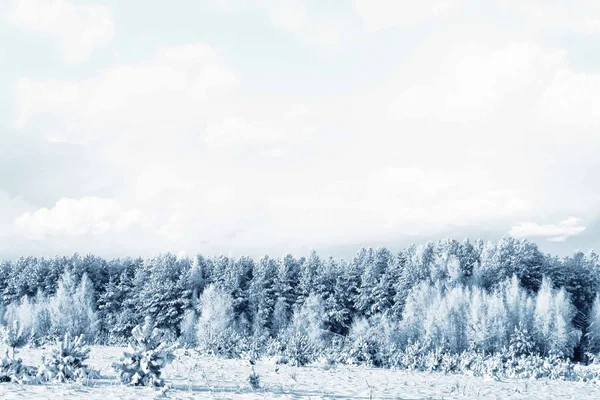 Kış orman. Kış manzarası. Ağaçlar kar kaplı — Stok fotoğraf