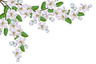 Beyaz bir arka plan üzerinde izole elma dalı çiçeklenme. Bahar