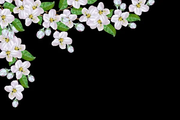 Virágszálnak Apple bl elszigetelt fehér virágok gyönyörű finom — Stock Fotó