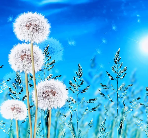 Green grass on blue sky background — Stock Photo, Image