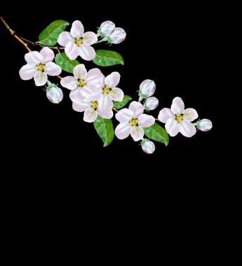 Elma çiçeği bl üzerinde izole güzel hassas beyaz çiçekler