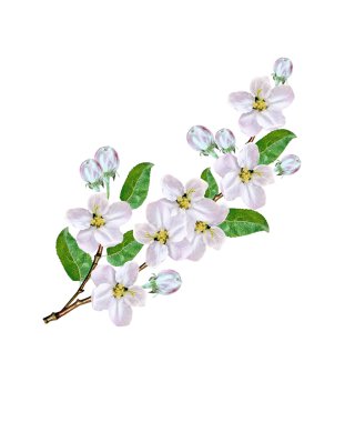 Beyaz bir arka plan üzerinde izole elma dalı çiçeklenme. Bahar