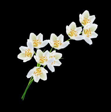 Beyaz Yasemin çiçeği. 