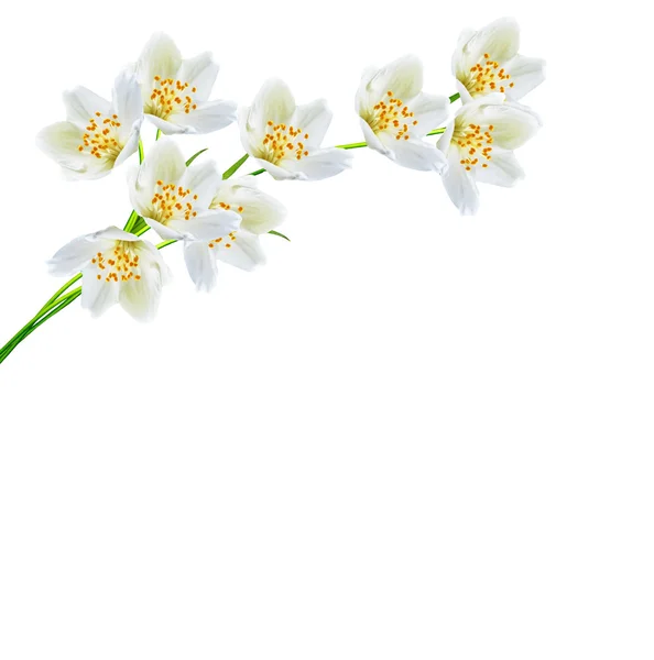 Vit jasmin blomma. — Stockfoto