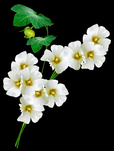 Mallow kolorowe jasne kwiaty na białym na czarnym tle — Zdjęcie stockowe