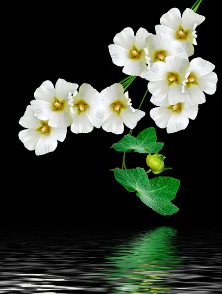 Colorful bright flowers mallow isolated on black background — Stock Photo, Image