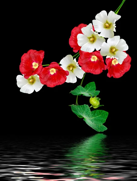 Colorful bright flowers mallow isolated on black background — Stock Photo, Image