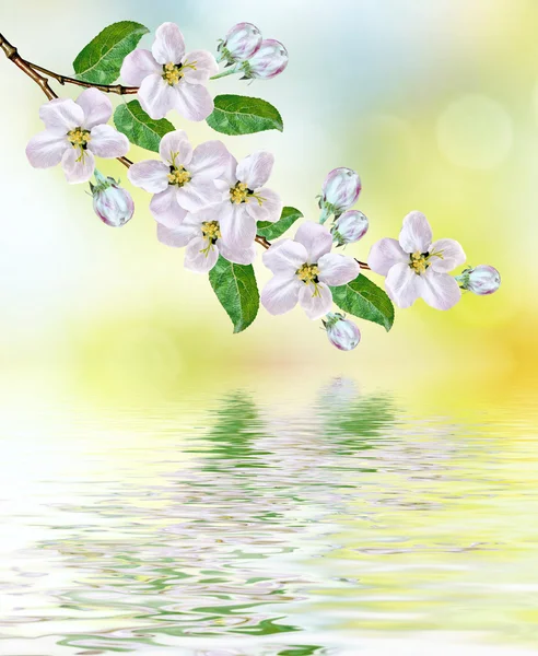 Lente landschap. Bloeiende appelboom. Bloeiende lentetuin. — Stockfoto