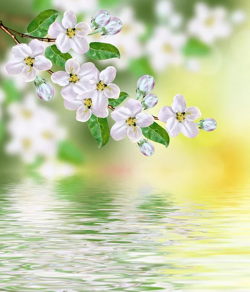 Paisaje de primavera. manzano floreciente. Jardín con flores de primavera . —  Fotos de Stock