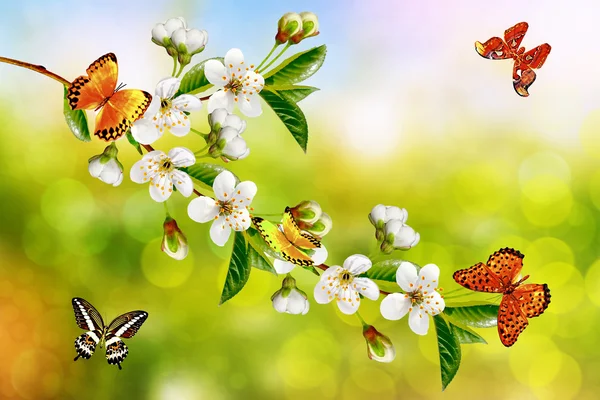 Paisaje de primavera. Cerezo floreciente. Jardín con flores de primavera — Foto de Stock