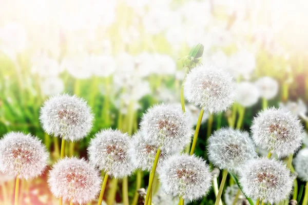 Morbido fiore di tarassaco sullo sfondo del lan estivo — Foto Stock