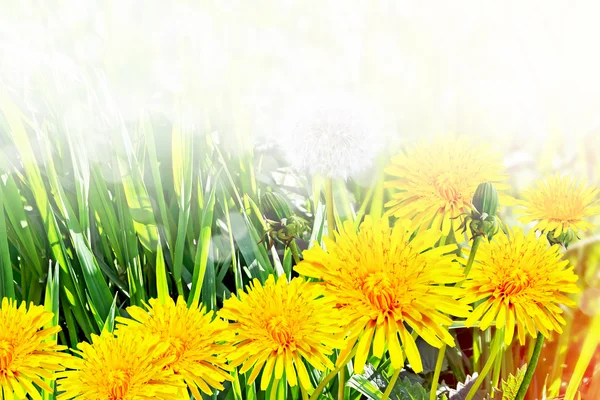 Flor de diente de león esponjosa contra el fondo del lan verano —  Fotos de Stock