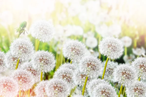 Flauschige Löwenzahnblüte vor dem Hintergrund des Sommerlochs — Stockfoto