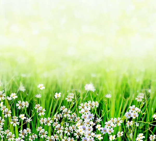 Sommerlandschaft mit Wildblumen — Stockfoto