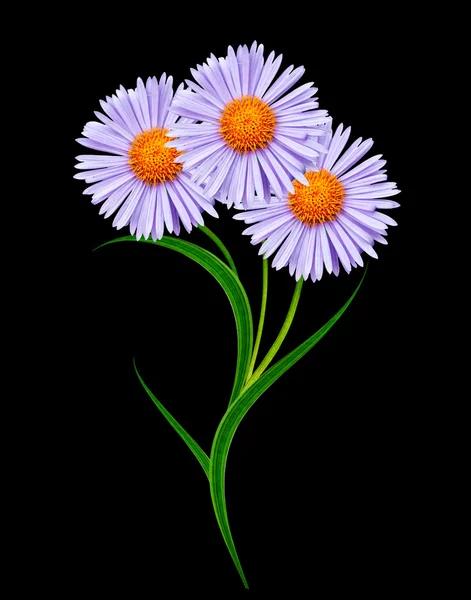 Daisy flower isolated on black background — Stock Photo, Image