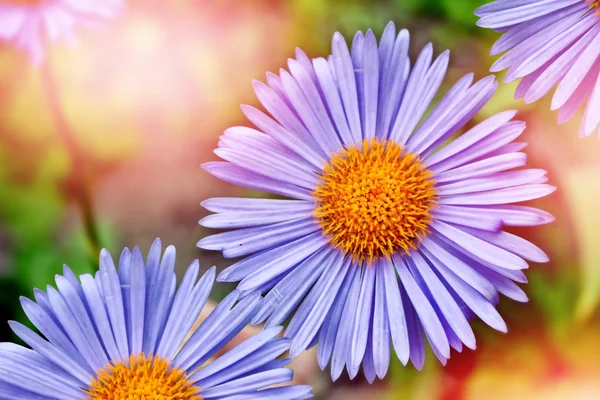 Summer landscape. Colorful blue daisy flowers — Stock Photo, Image