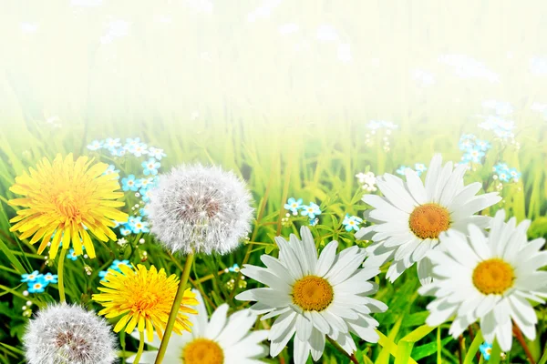 Flauschige Löwenzahnblüte vor dem Hintergrund des Sommerlochs — Stockfoto